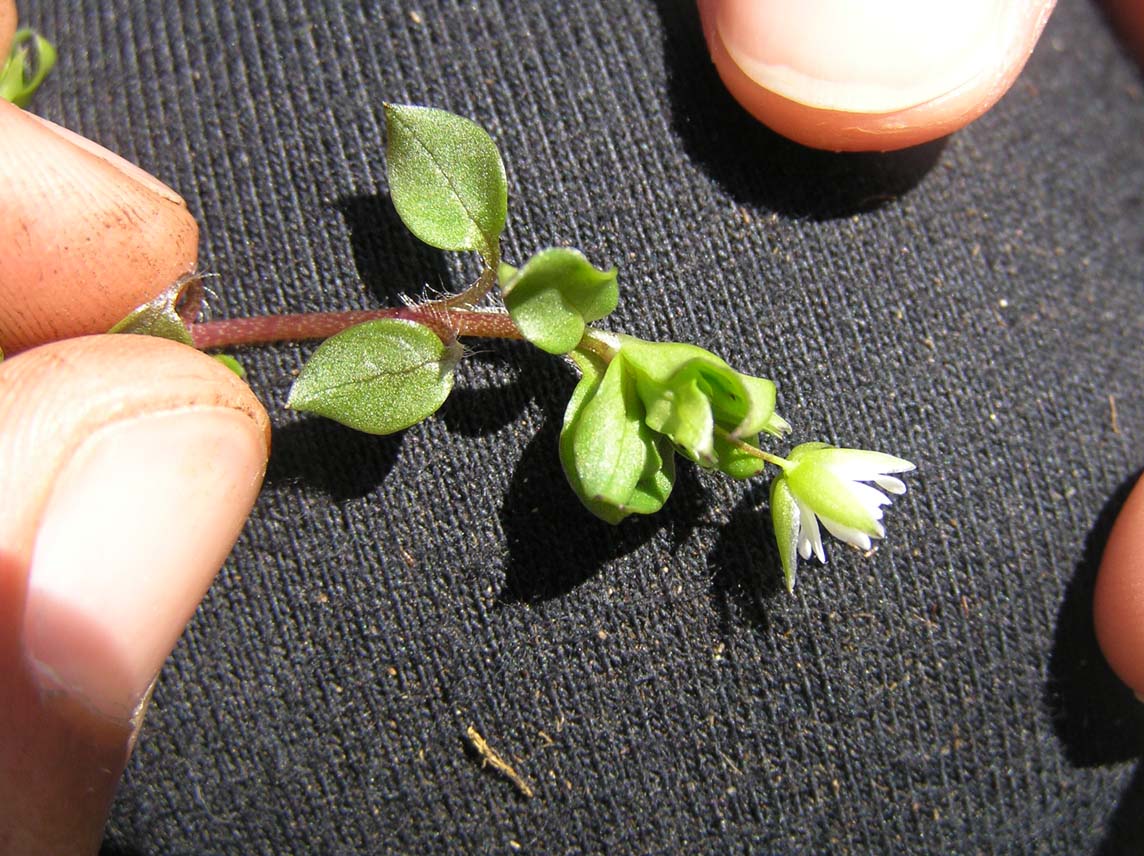 Stellaria media subsp. media / Centocchio comune